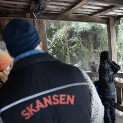 Besökare tittar på en stor gråuggla i en snöig miljö på Skansen, Stockholm.