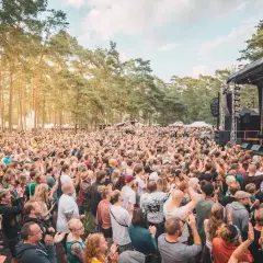 Stor publik njuter av musik på en utomhusfestival. Solen skiner genom träden vid Roots Stockholm.