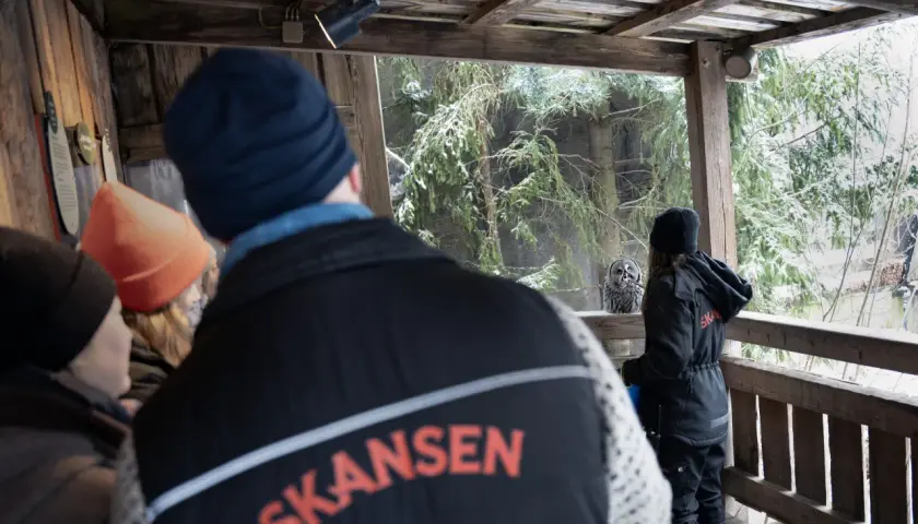 Besökare tittar på en stor gråuggla i en snöig miljö på Skansen, Stockholm.